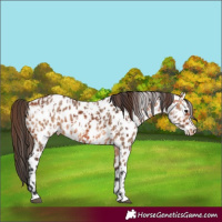 Horse Color:Bay Near Leopard  and Bay Dun Near Leopard 