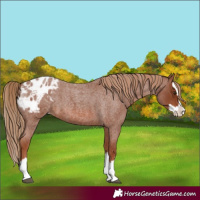 Horse Color:Red Roan Splash Appaloosa 