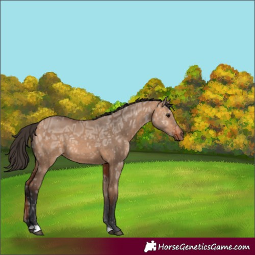 Horse Color:Unknown 
