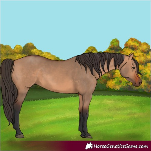 Horse Color:Unknown 