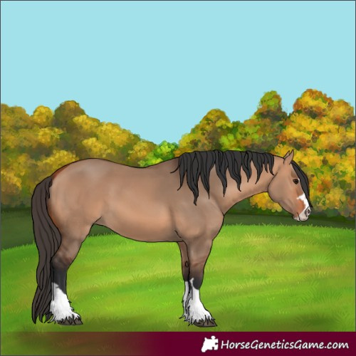 Horse Color:Unknown 