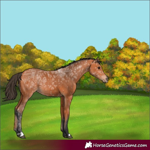 Horse Color:Unknown 