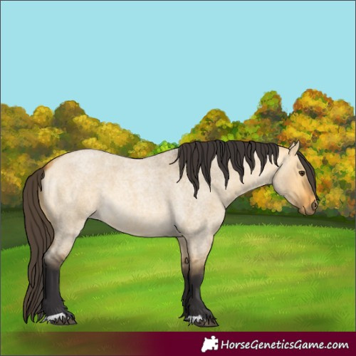 Horse Color:Unknown 