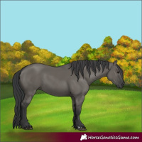 Horse Color:Unknown 