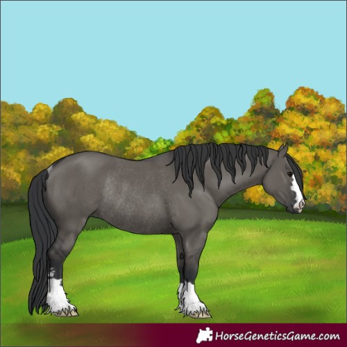 Horse Color:Unknown 