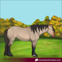 Horse Color:Unknown 