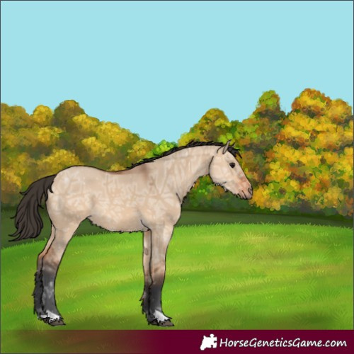 Horse Color:Unknown 