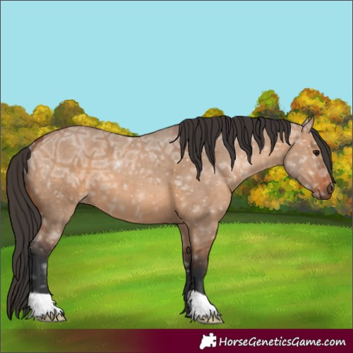 Horse Color:Unknown 