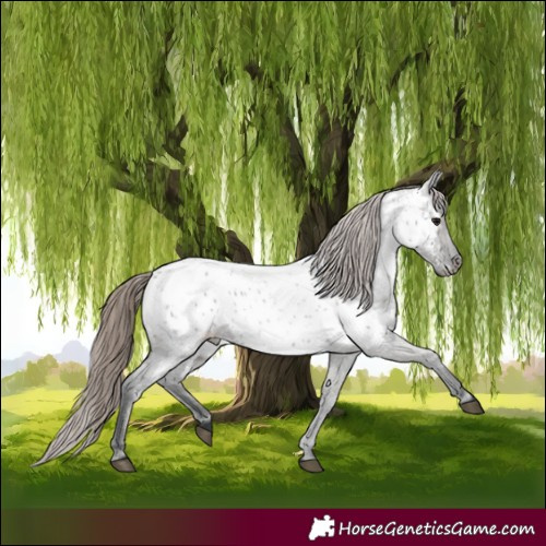 Horse Color:Grullo Roan Appaloosa 