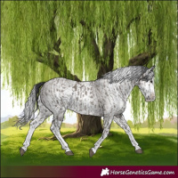 Horse Color:Grullo Sabino Splash Rabicano  and Gray Grullo Sabino Splash Rabicano 
