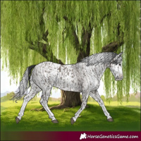 Horse Color:Grullo Sabino Splash Rabicano and Gray Grullo Sabino Splash Rabicano