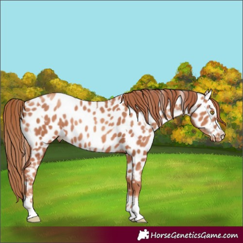 Horse Color:Gold Champagne Near Leopard  and Gold Champagne Near Leopard 