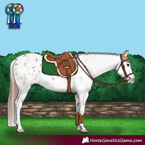Horse Color:Bay Dun Appaloosa 
