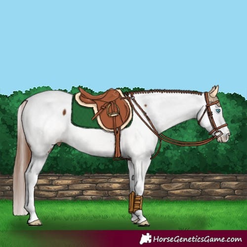 Horse Color:Chestnut Splash Appaloosa 