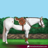 Horse Color:Chestnut Splash Near Fewspot 