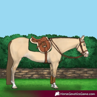 Horse Color:Amber Cream Champagne Dun 