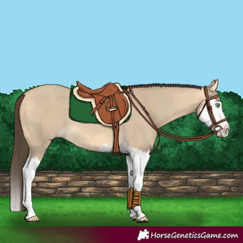 Horse Color:Sable Cream Champagne Dun Splash 