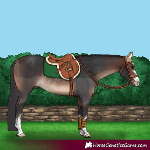 Horse Color:Brown Rabicano 