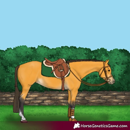 Horse Color:Buckskin Tobiano Rabicano 