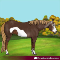 Horse Color:Gray Chestnut Frame 