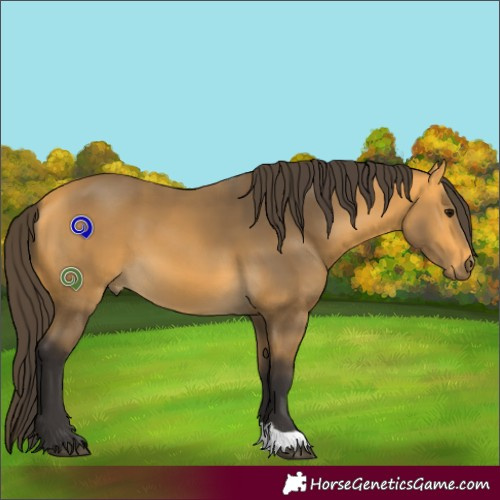 Horse Color:Buckskin 