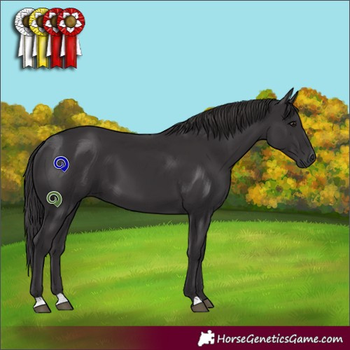 Horse Color:Smoky Black 