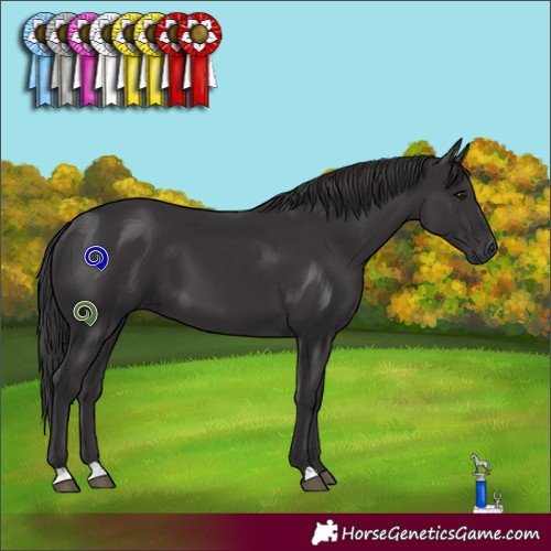 Horse Color:Smoky Black 