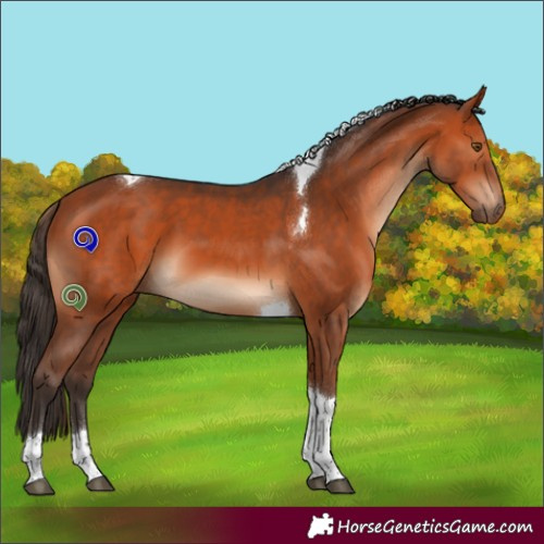 Horse Color:Bay Tobiano 
