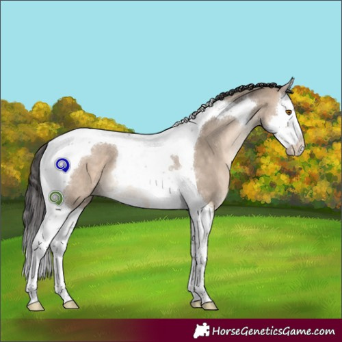 Horse Color:Brown Dun Splash Tobiano 
