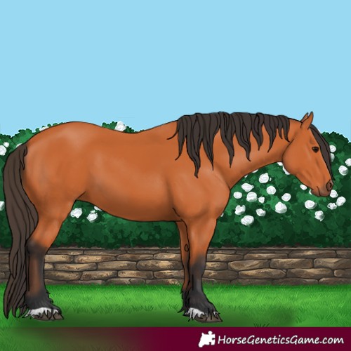 Horse Color:Unknown 