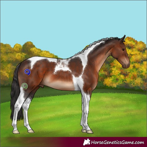 Horse Color:Brown Tobiano 