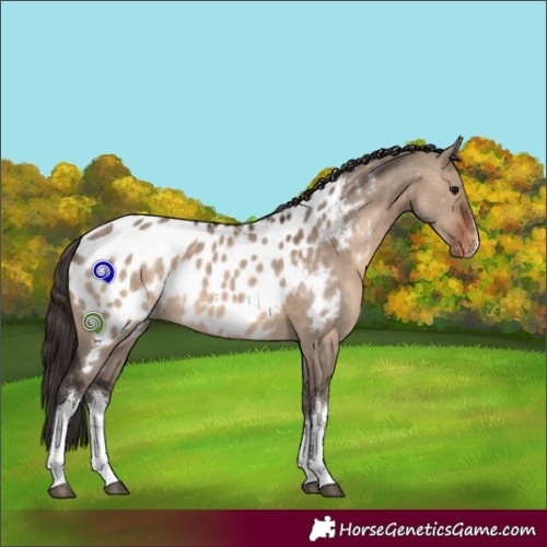 Horse Color:White Spotted Brown Dun Appaloosa