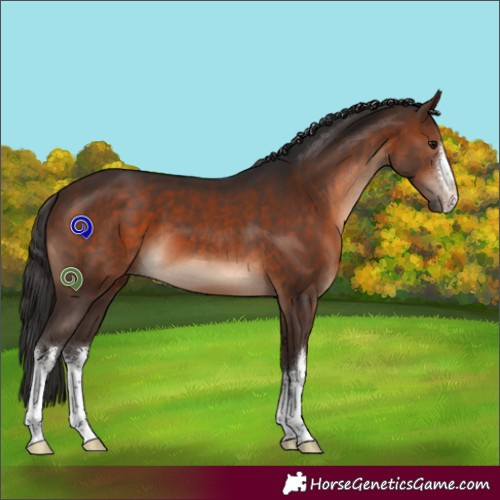 Horse Color:White Spotted Brown 