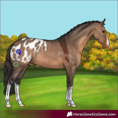 Horse Color:White Spotted Brown Dun Blanket
