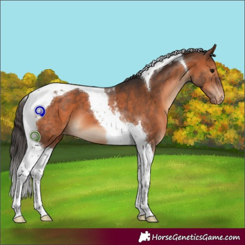 Horse Color:Bay Tobiano Varnish