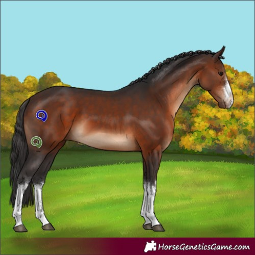 Horse Color:White Spotted Brown