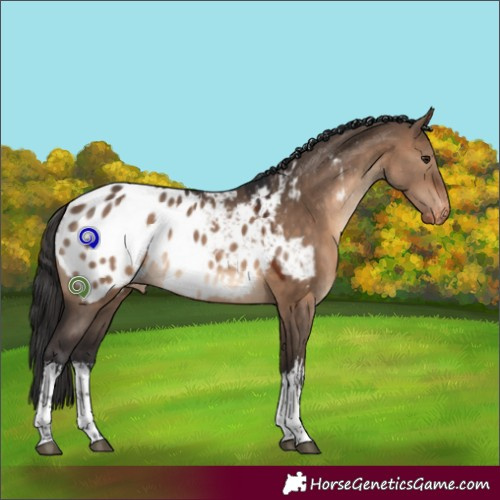 Horse Color:White Spotted Brown Dun Blanket