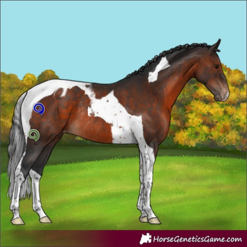 Horse Color:Brown Tobiano Blanket Rabicano 