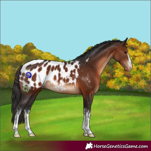 Horse Color:White Spotted Brown Appaloosa 