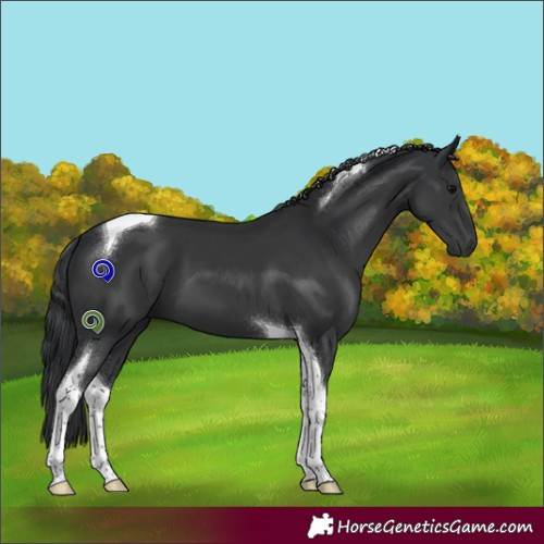 Horse Color:Black Tobiano