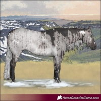 Horse Color:Platinum White Spotted Silver Bay Dun Rabicano Brindle 
