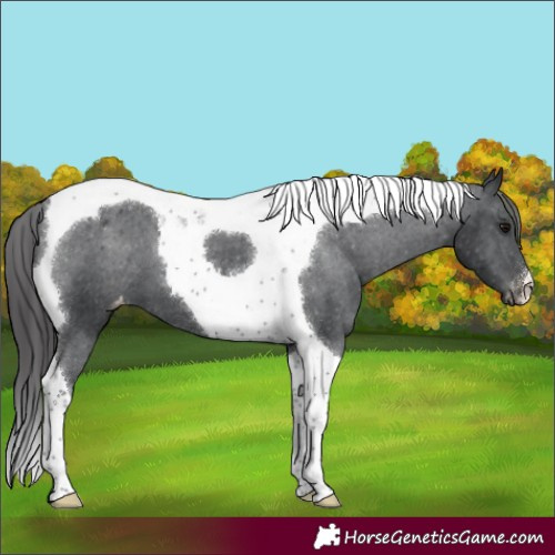 Horse Color:Black Tobiano Varnish 