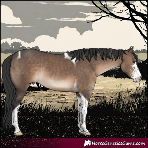 Horse Color:Brown Dun Sabino Tobiano Rabicano 