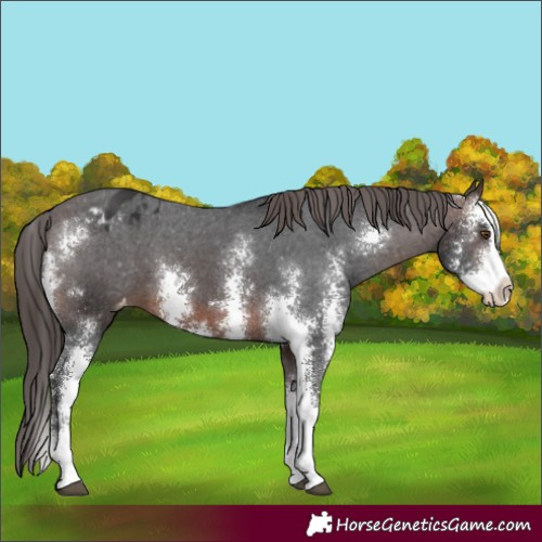 Horse Color:Brown Sabino Varnish 