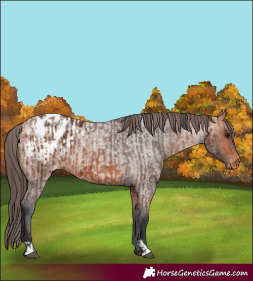 Horse Color:Bay Appaloosa and Bay Roan Appaloosa