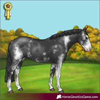 Horse Color:Black Sabino Rabicano 