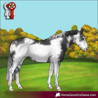 Horse Color:Black Sabino Frame Rabicano