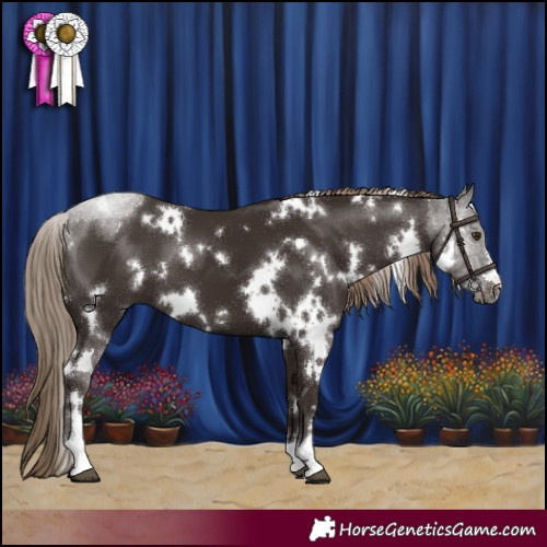 Horse Color:White Spotted Liver Chestnut 