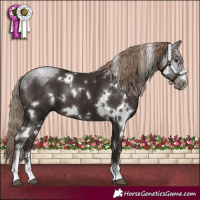 Horse Color:White Spotted Liver Chestnut 