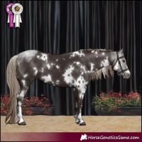 Horse Color:White Spotted Liver Chestnut 